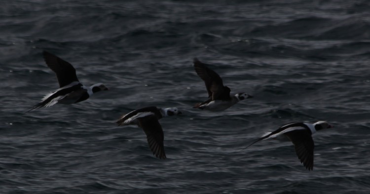 Long-tailed Ducks Taking Off